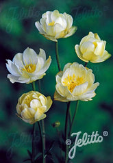 Trollius x cultorum &