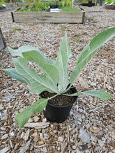 Verbascum bombyciferum &