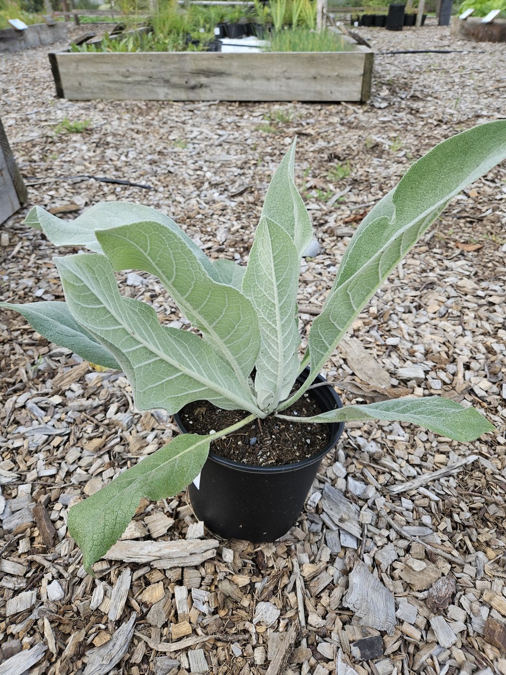 Verbascum bombyciferum &