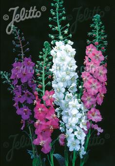 Verbascum phoeniceum mix (purple mullein) pink, purple, and white blooms