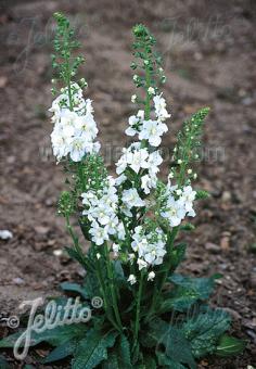 Verbascum phoeniceum &