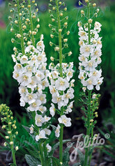 Verbascum phoeniceum &