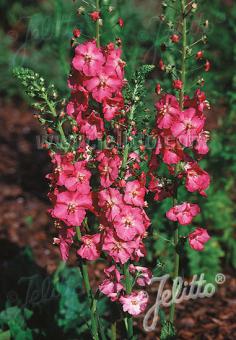 Verbascum phoeniceum &