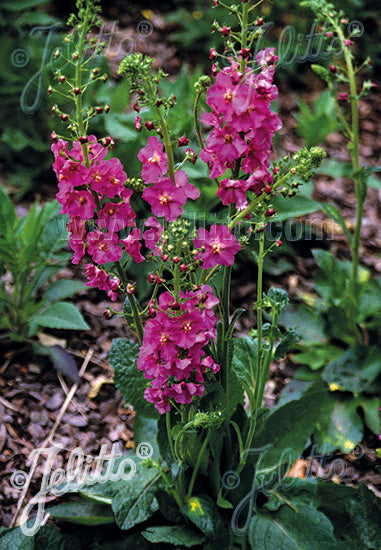 Verbascum phoeniceum &