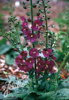 Verbascum phoeniceum &