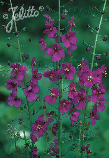 Verbascum phoeniceum &