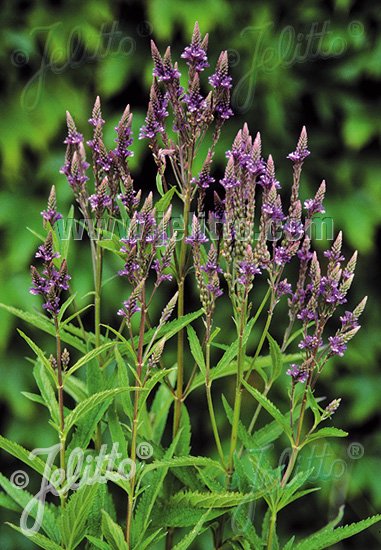 Verbena hastata &