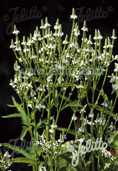 Verbena hastata &