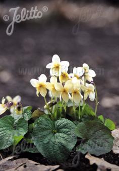 Sweet violet in bloom