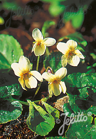 Sweet violet flowers