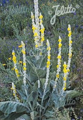 Verbascum bombyciferum &