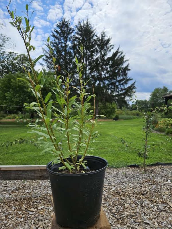 Salix Whissender sale size at The Old Dairy Nursery