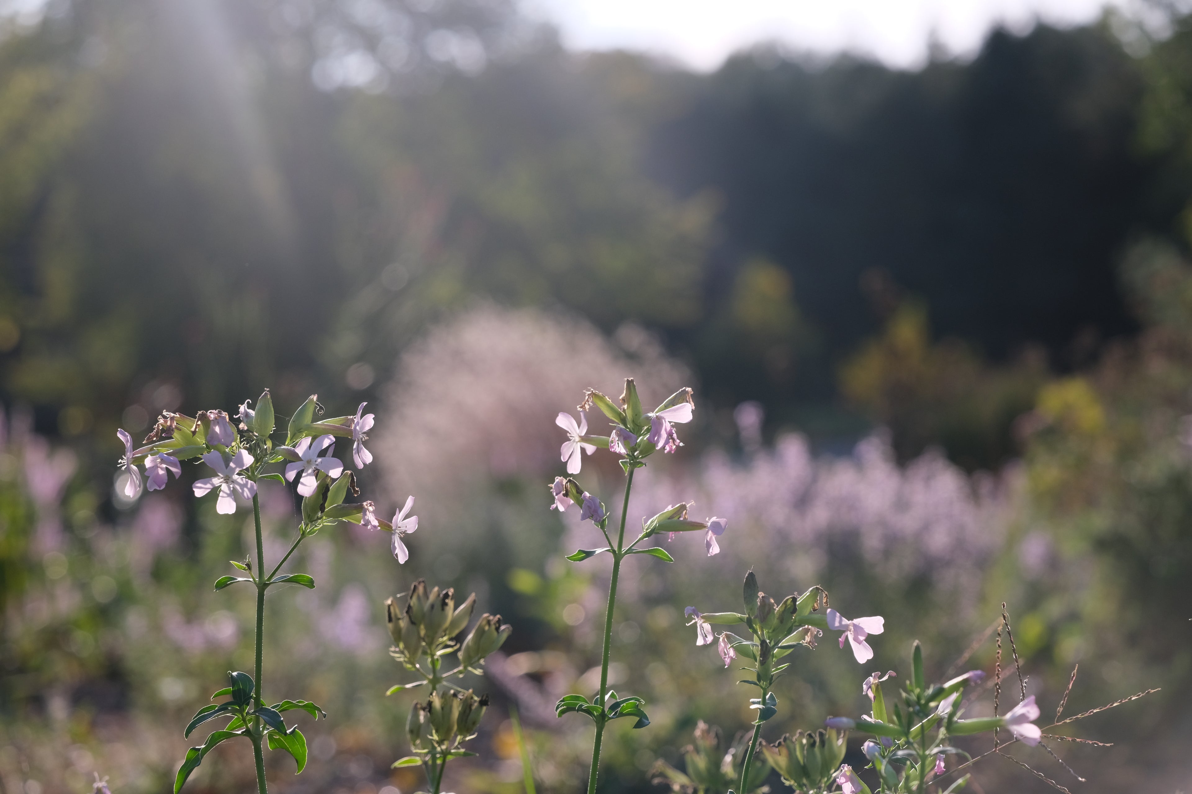 Saponaria officinalis rosea plena (bouncing bet)