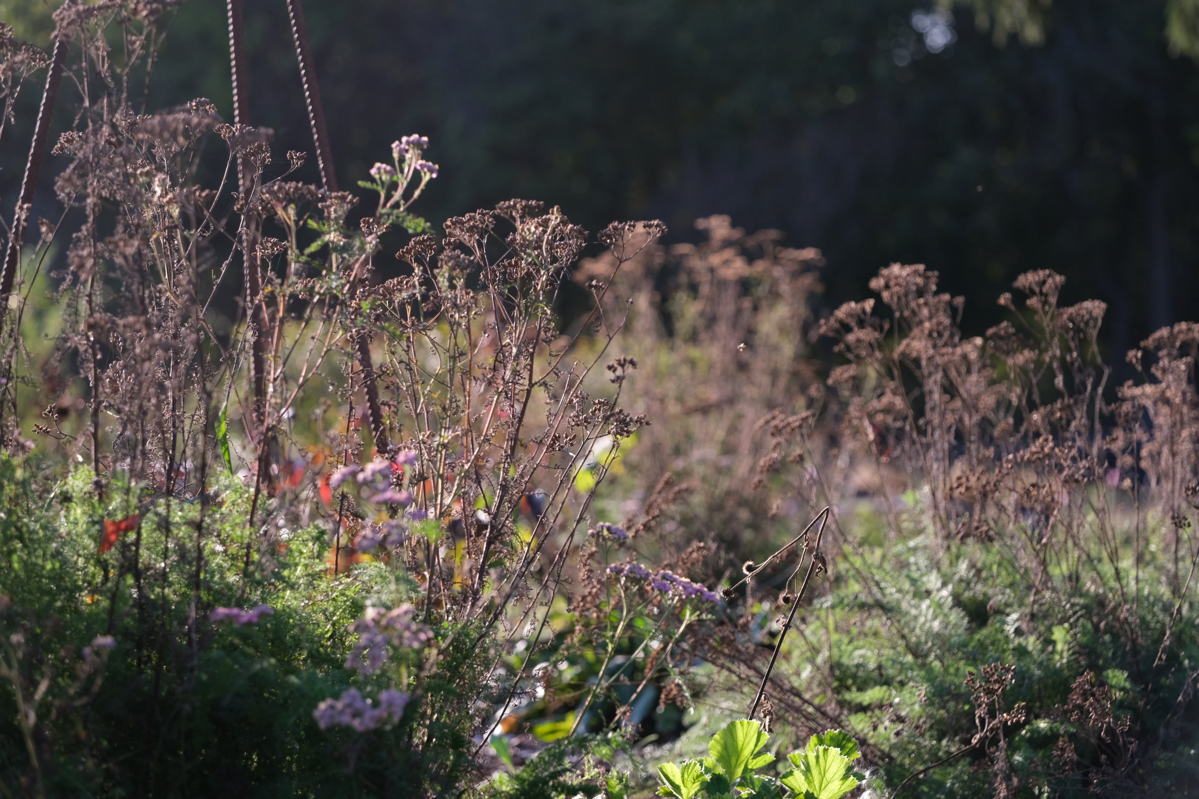 Achillea millefolium 'Cerise Queen' dried seed heads in the fall garden at The Old Dairy Nursery (loop garden)