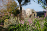 Elsholtzia stauntonii (Chinese mint shrub) in the garden with Artemisia ludovicana