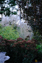 Sedum (Hylotelephium) &