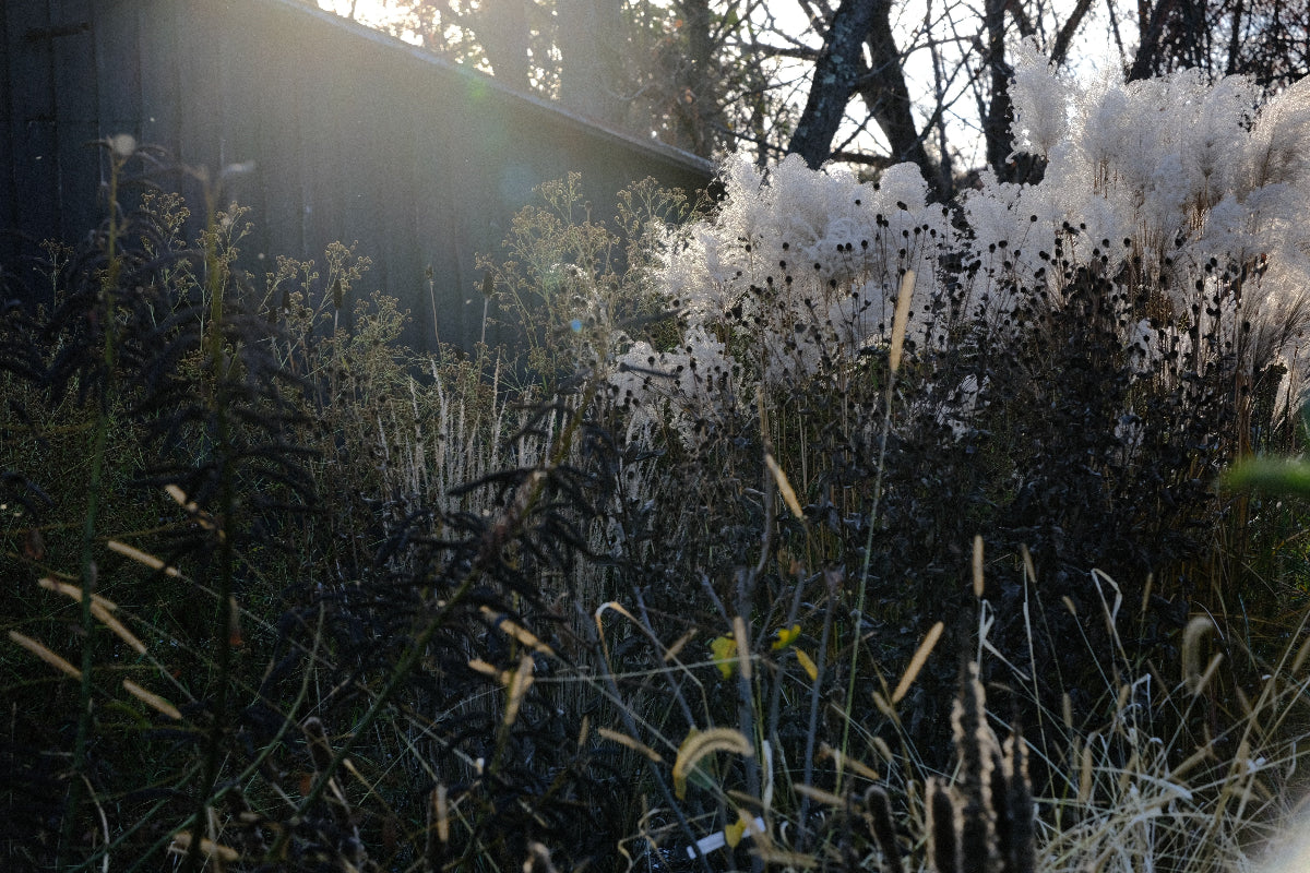 Seed heads in the late fall garden at The Old Dairy Nursery