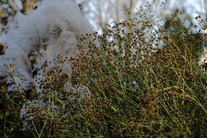 Boltonia asteroides &