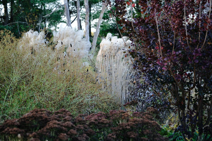 Cotinus coggygria var. purpurea (smokebush) burgundy color in late fall garden