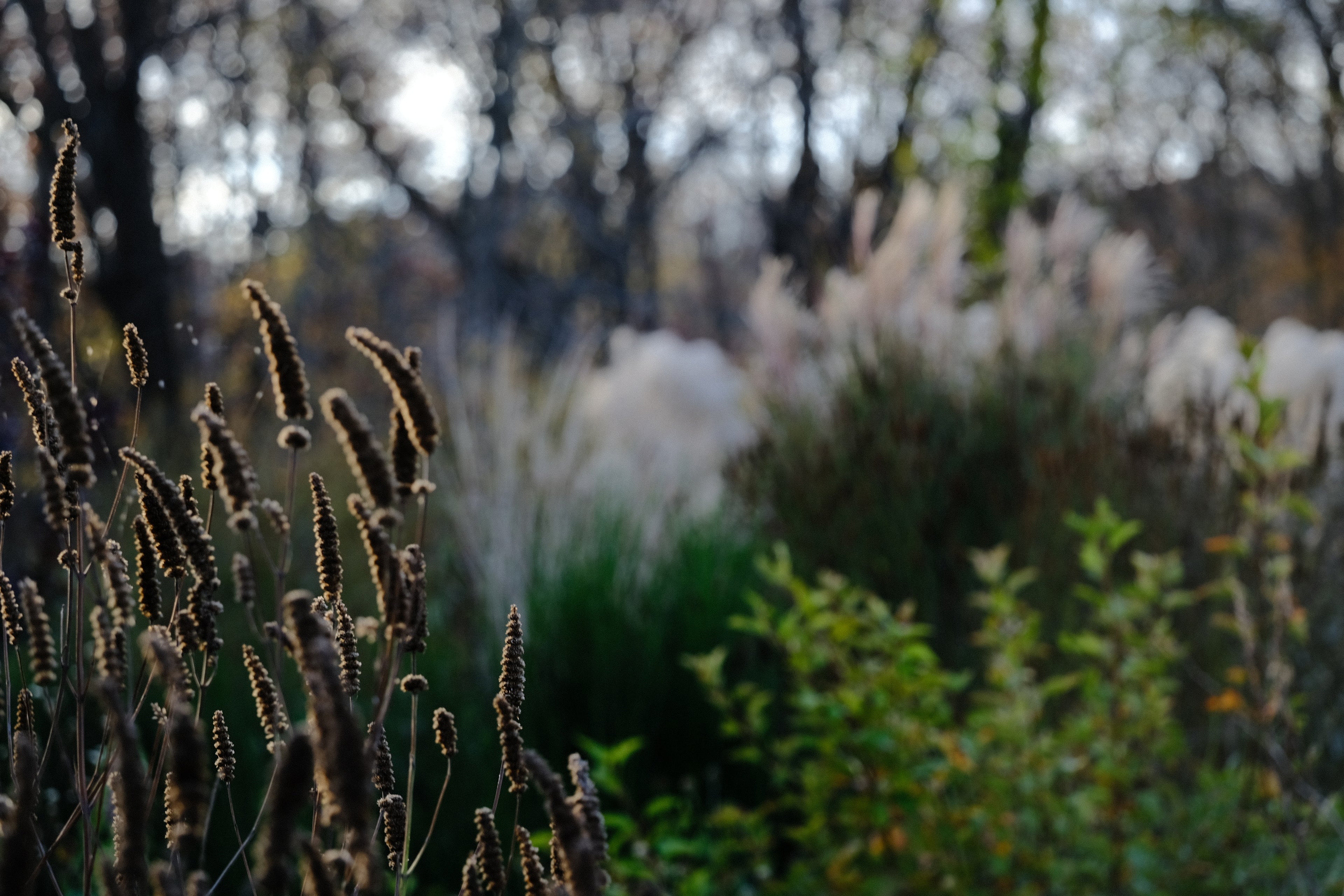 Agastache foeniculum seed heads in late fall garden at The Old Dairy Nursery