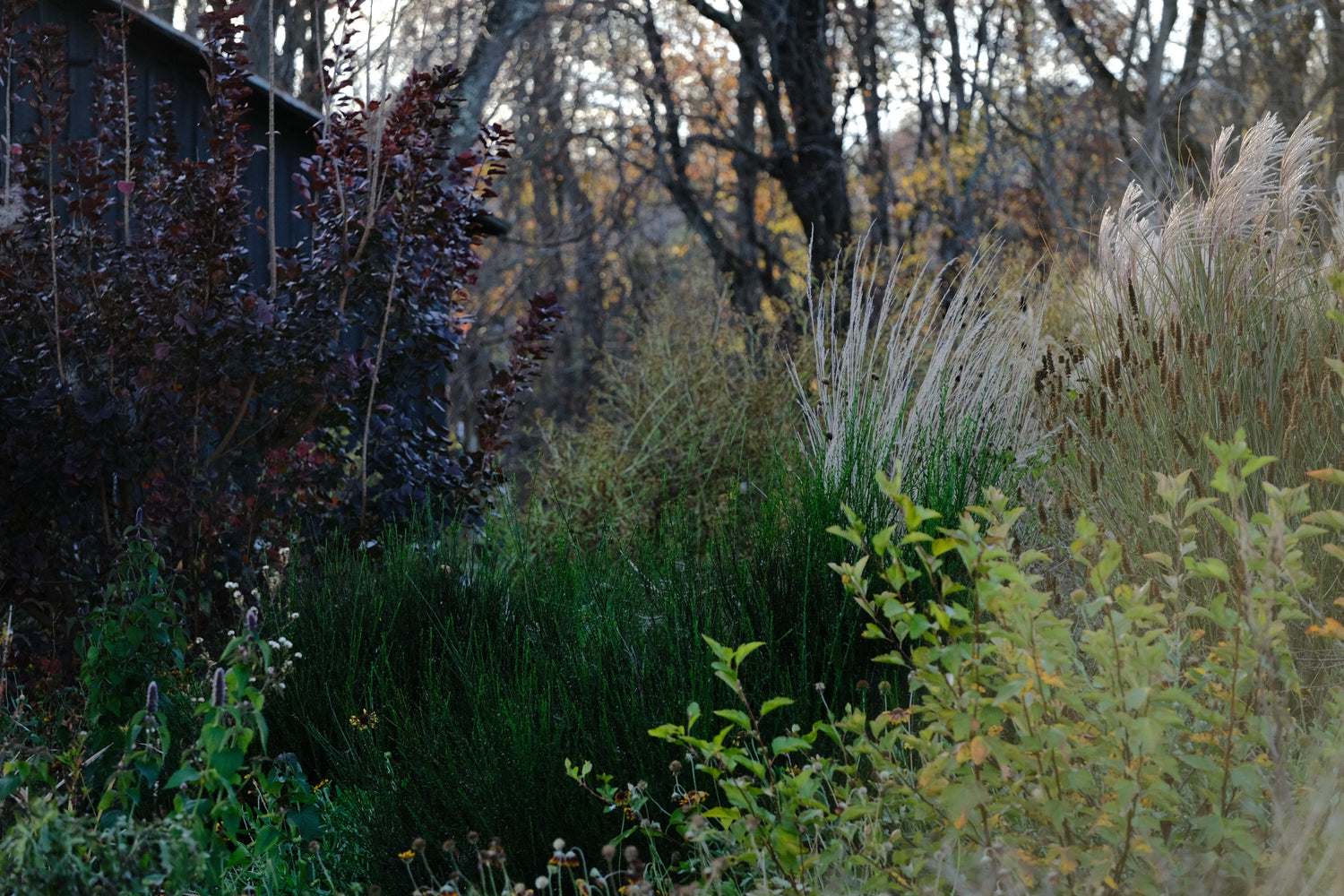 Cotinus coggygria var. purpurea (smokebush) in late fall garden