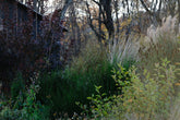 Cotinus coggygria var. purpurea (smokebush) in late fall garden