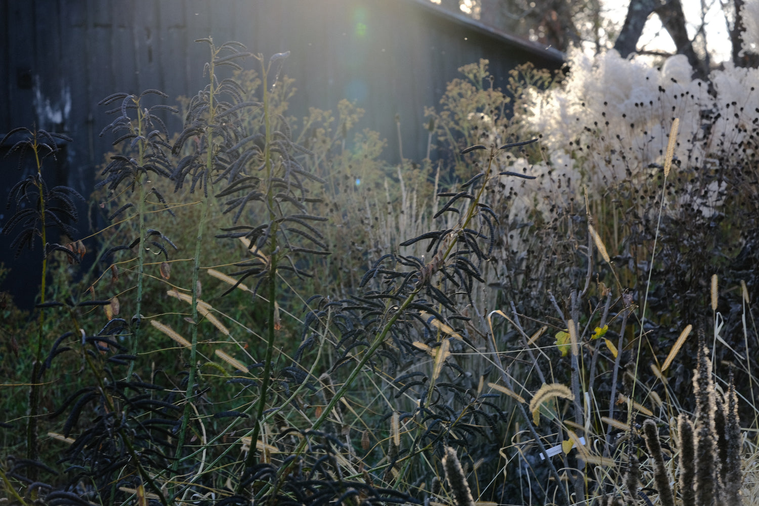 Senna marilandica seed pods in the late fall garden at The Old Dairy Nursery