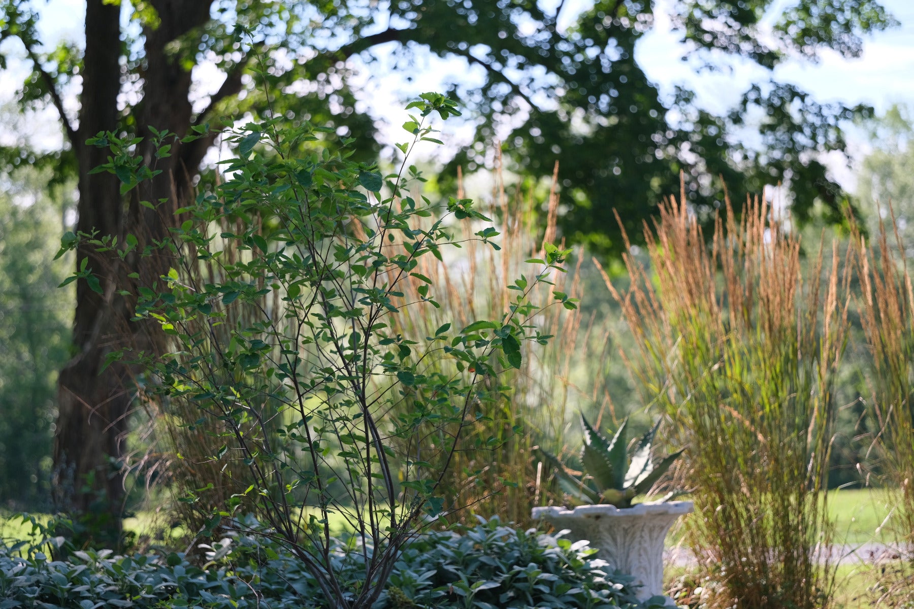 young Amelanchier lamarkii tree in garden with agave and grasses