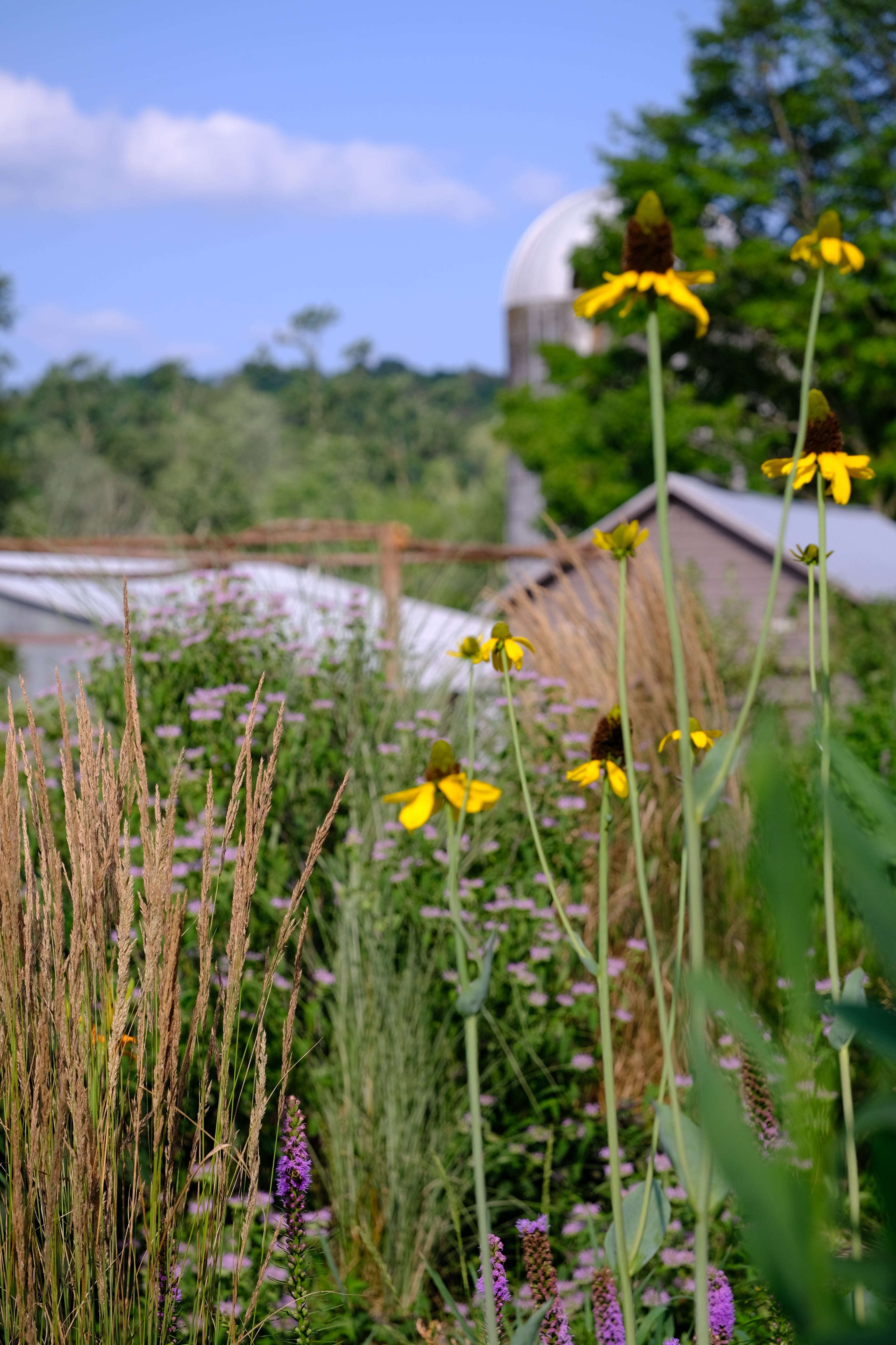 rudbeckia maxima in the garden