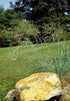 Eragrostis elliottii (love grass) in bloom