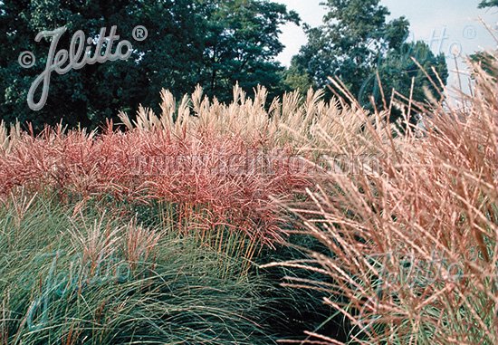 Miscanthus sinensis &