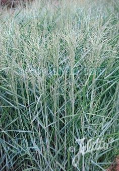 Panicum virgatum &