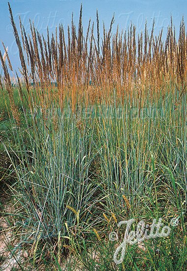 Sorghastrum nutans 'Indian Steel'