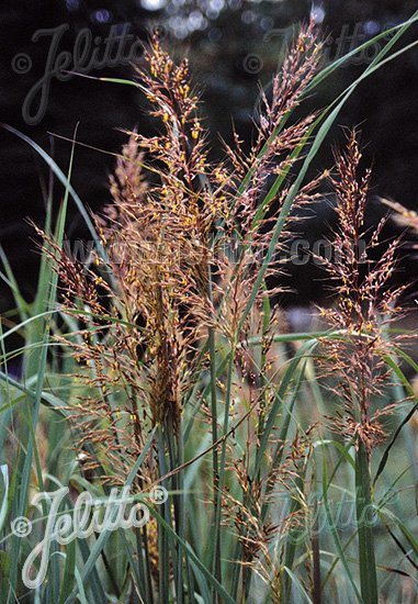 Sorghastrum nutans 'Indian Steel'