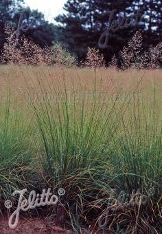 Sporobolus heterolepis (prairie dropseed)