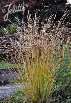 Stipa extremiorientalis (feather grass) image from Jelitto