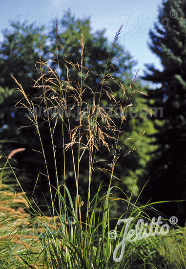 Stipa extremiorientalis (feather grass) image of blooms from Jelitto