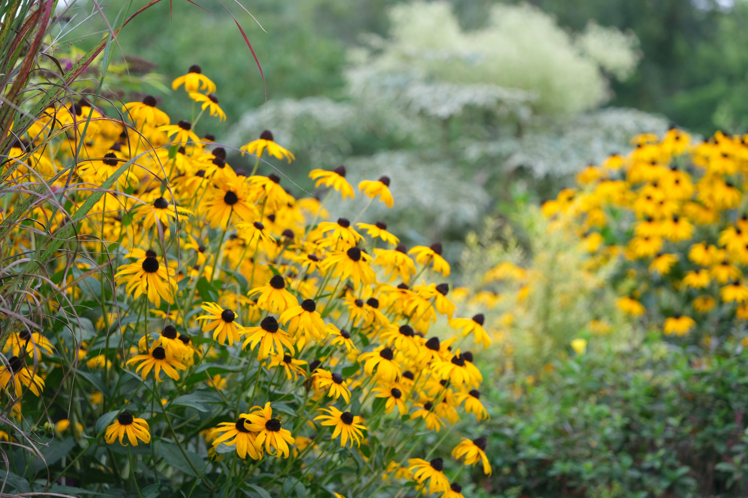 Rudbeckia fulgida var. sullivantii 'Goldsturm' (black-eyed susan) in the garden