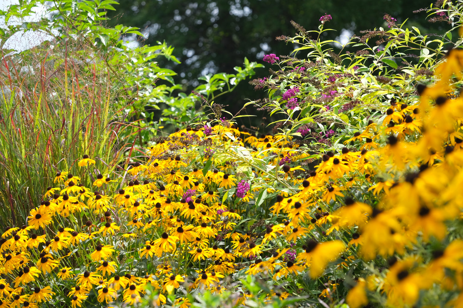 Rudbeckia fulgida var. sullivantii &