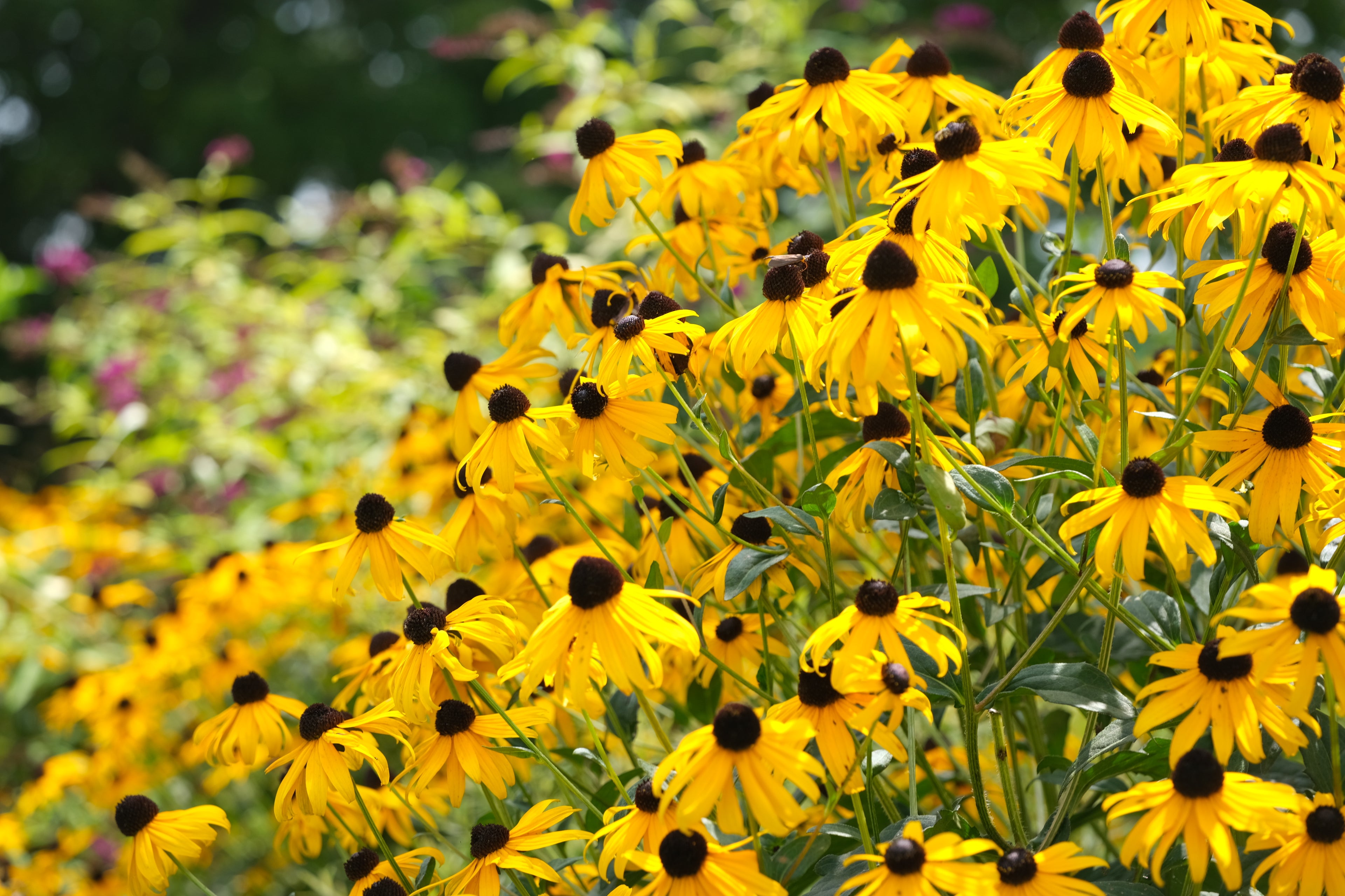 Rudbeckia fulgida var. sullivantii &