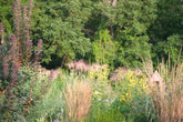 Rudbeckia subtomentosa &