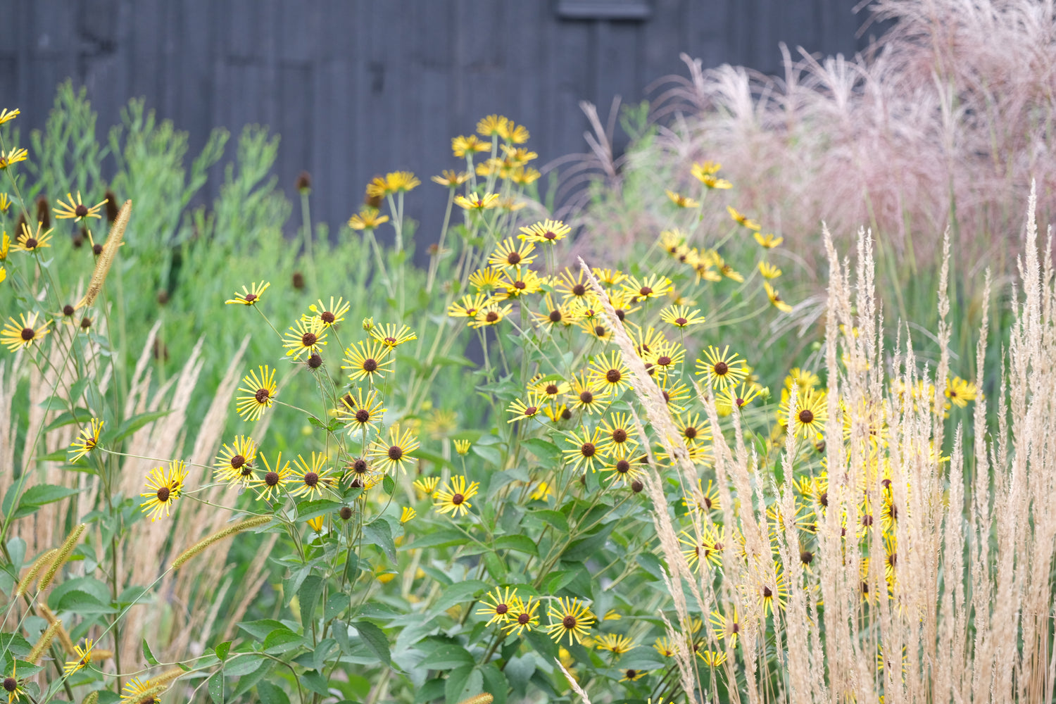 Rudbeckia subtomentosa &