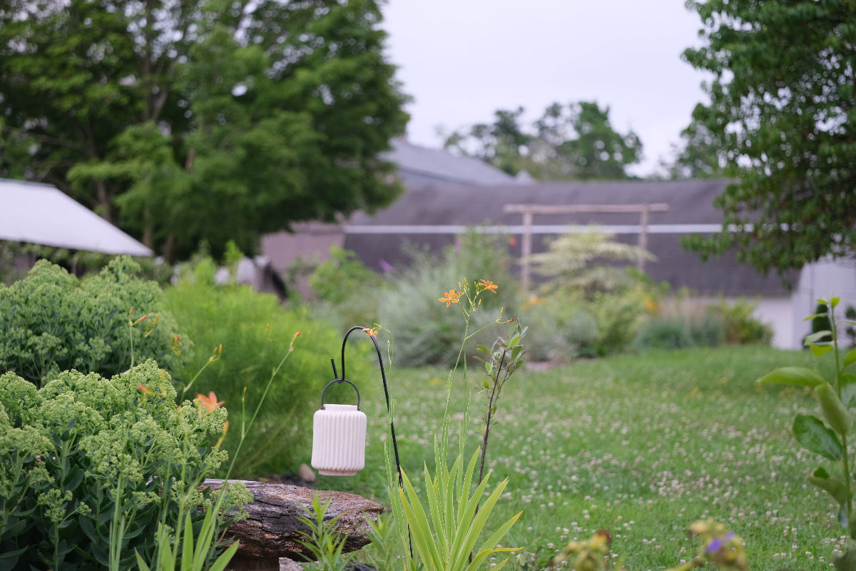summer garden at the Old Dairy Nursery